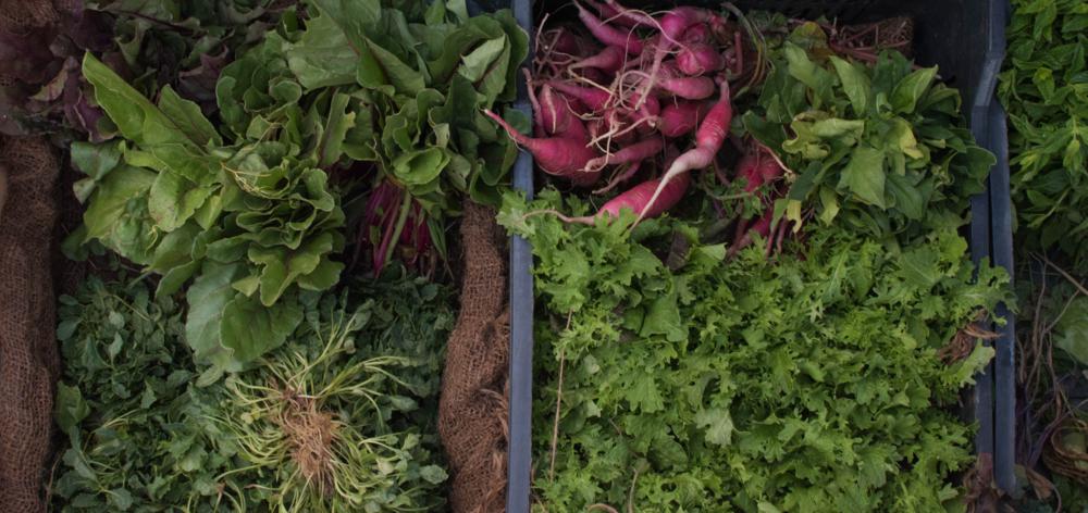 Frutas y verduras